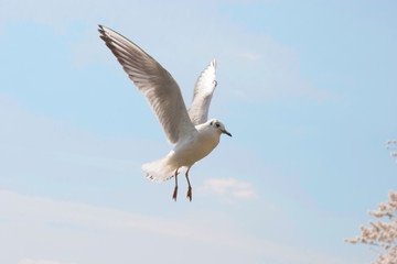 鳥