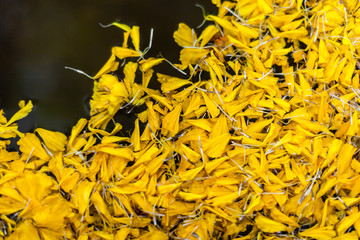 Marigold petals