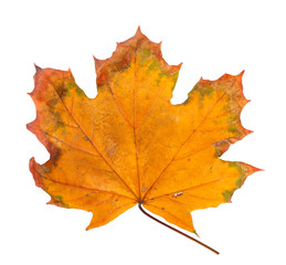 Autumn maple branch with leaves isolated on a white background