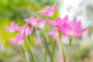 Obraz na płótnie Canvas rain lily flower