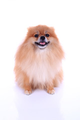 pomeranian dog isolated on white background