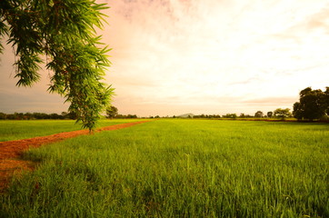 Rice Paddy Fields at Countryside