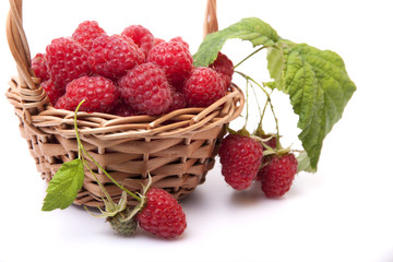 Raspberries in a basket and a few berries on a branch on a white