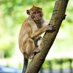 Relaxed monkey resting on the tree