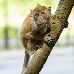 Relaxed monkey resting on the tree
