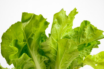 lettuce isolated on white background