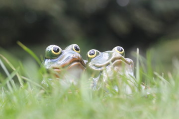 young frog couple sit together green grass bright summer day