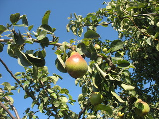 Груша  в осеннем саду