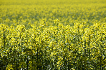 Obraz premium &nbsp;Rapsfeld (Brassica napus)