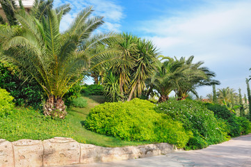 Obraz na płótnie Canvas Tropical palm trees in a beautiful park