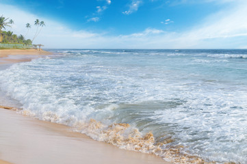ocean and coconut palms on the shore