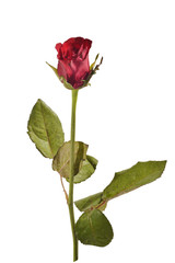 Obraz premium Rose isolate