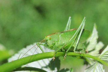 Green locust