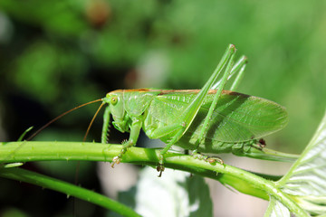 Green locust