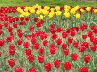 Lots of Red Tulips