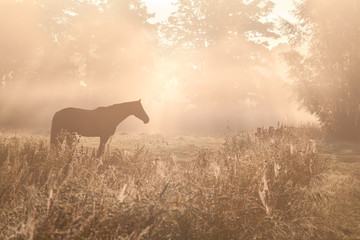 horse sulhouette in foggy sunshine