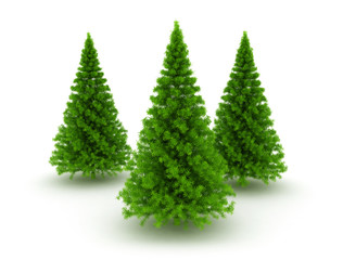 Three christmas pine trees