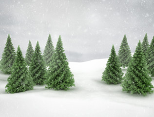 Pines trees winter scene