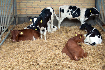 young cows inside a farm