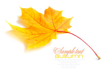 Autumn maple leaf isolated on white background