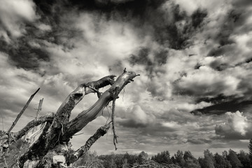 naked tree-roots reaching towards a dark sky