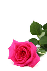 Pink rose isolated on a white background.