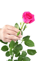 Pink rose in hand on a white background.