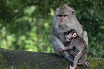 Famille de macaques au Monkey forest  park