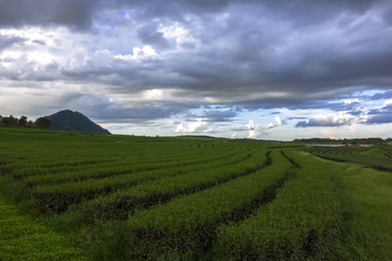 Fototapeta na wymiar Tea Plantations.
