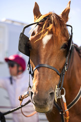 Obraz premium Cheval de course