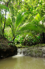 Fototapeta premium Jungle in Central America
