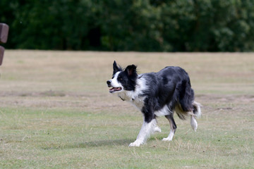 Border collie running