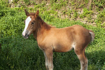 Brown foal amid green vegetation background