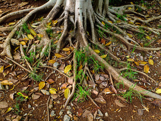 root