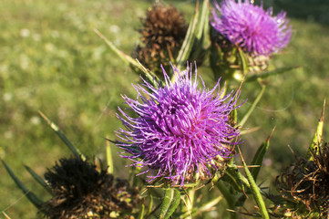 Thistle blossoms closeup on green meadow background