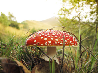 Amanita muscaria