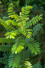 ветви акации