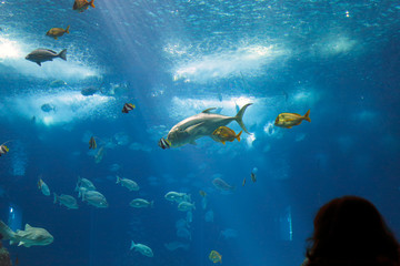 Fototapeta na wymiar Lisbon oceanarium
