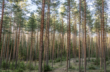 Summer Forest