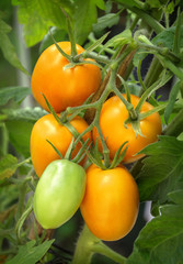 Branch growing tomatoes plum varieties