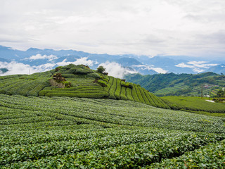 Fototapeta na wymiar 台湾 阿里山国家風景区 茶畑