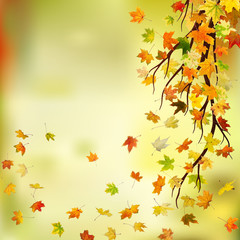 Branch with autumn maple leaves on natural background.
