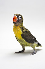 Polluelo de agapornis personata