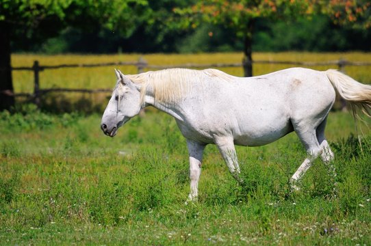 Lipizzaner mare on the pasture