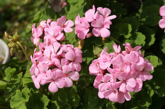 フウロソウ科 Images Browse 301 Stock Photos, Vectors, and Video Adobe Stock