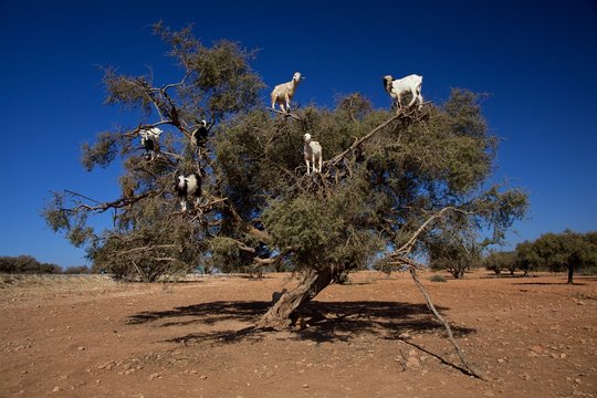 Moroccan Goats