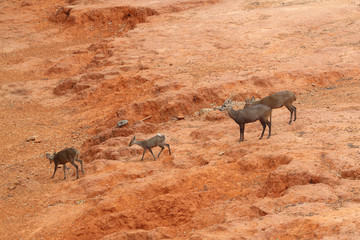 Fototapeta premium deer standing