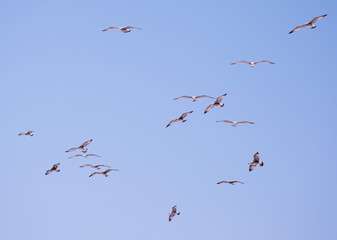 seagulls in blue sky