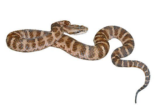 Snake (Agkistrodon saxatilis) 11