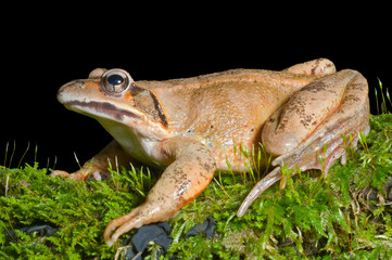 Frog on moss 12